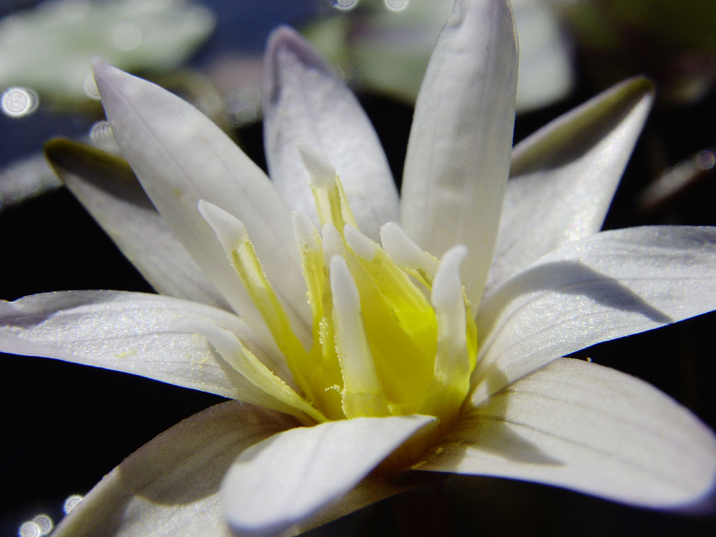Nymphaea minuta Sep 30 05 Image015